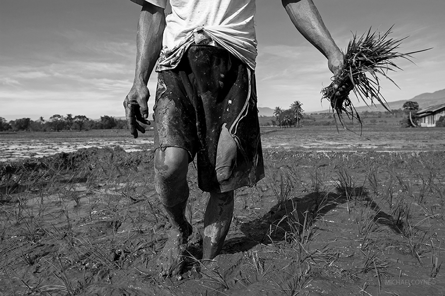 Rice farmer planting seedlings. Miglamin, Mindanao, Philippines