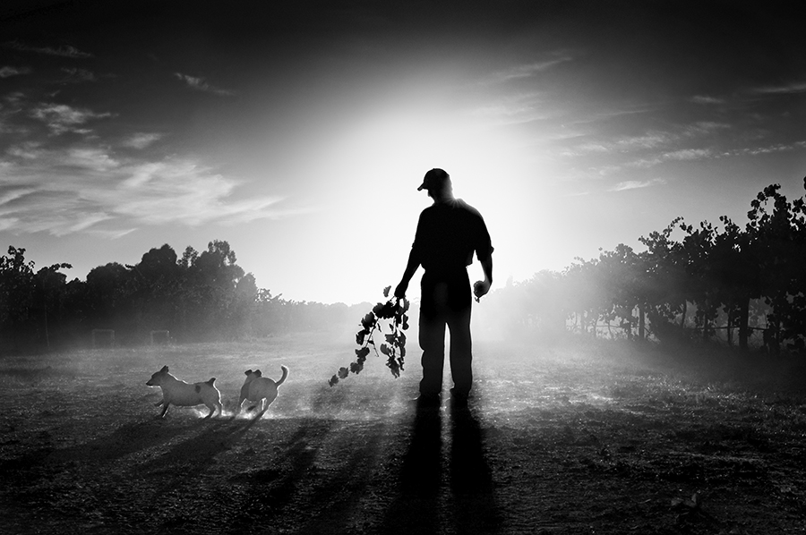 Farmer and his dogs. Katunga, Victoria, Australia